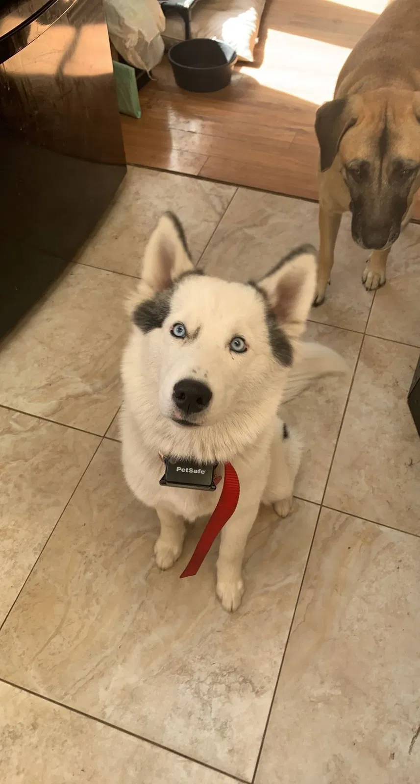 Lost dog in Brooksville, FL, 34602