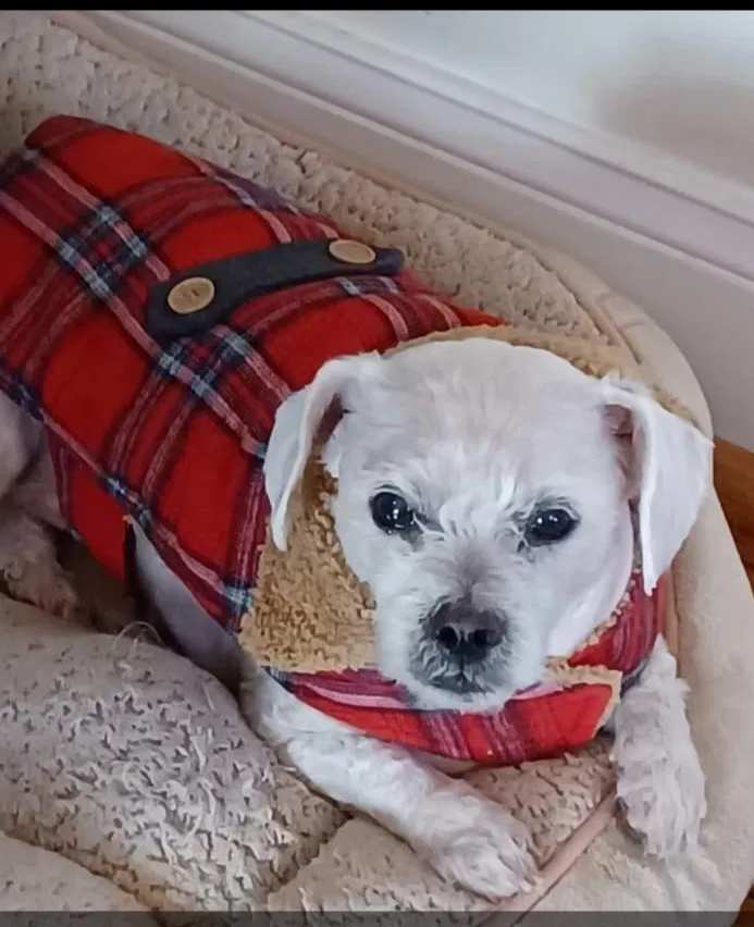 Lost dog in Charles Town, WV, 25414