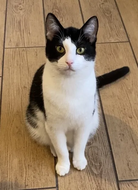 Lost cat in Hopatcong, NJ, 7843
