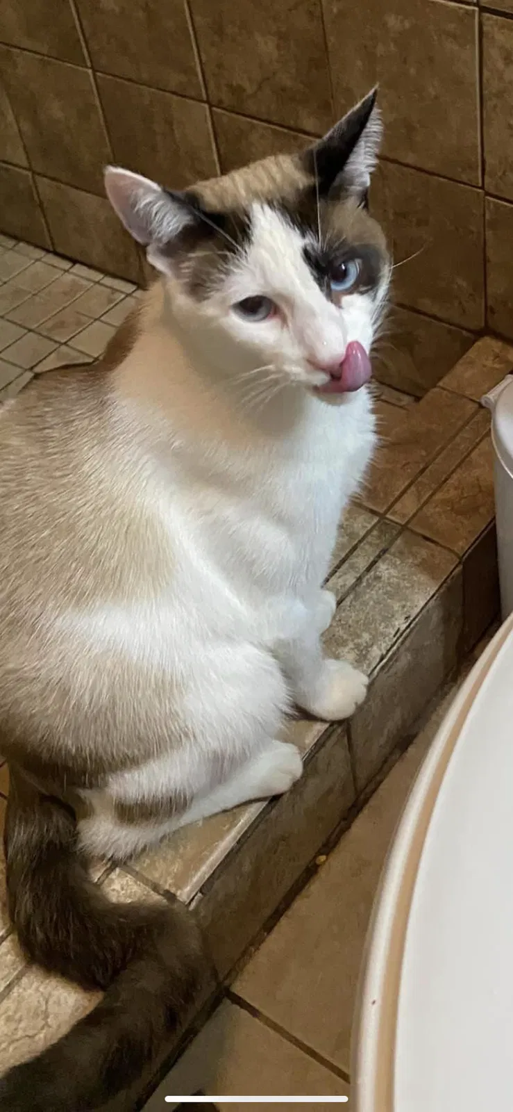 Lost cat in Senoia, GA, 30276