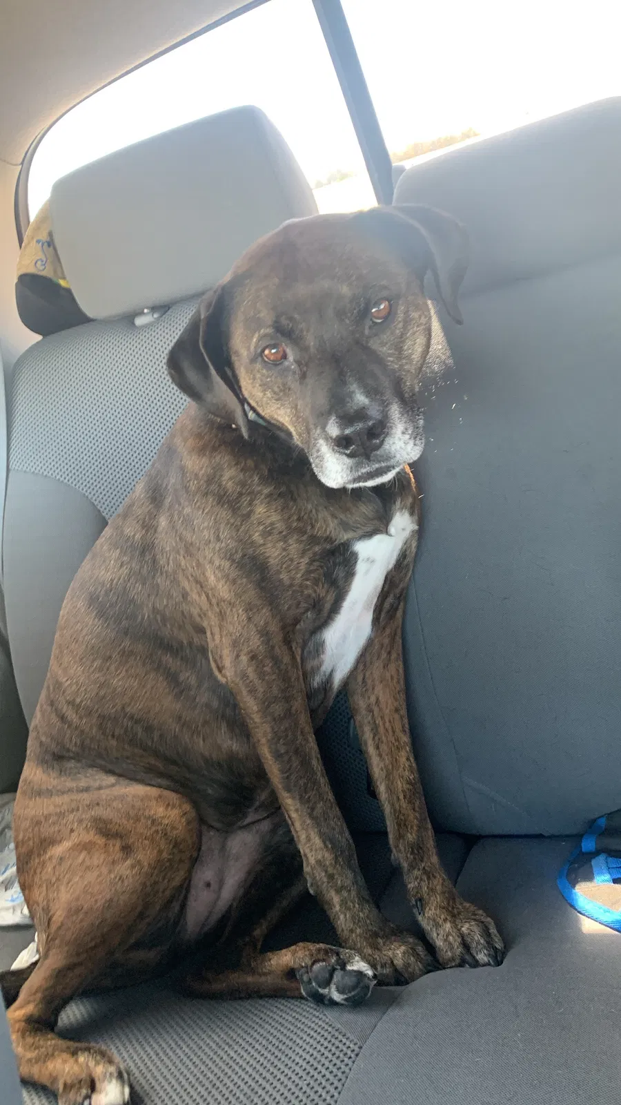 Lost dog in Oklahoma City, OK, 73107