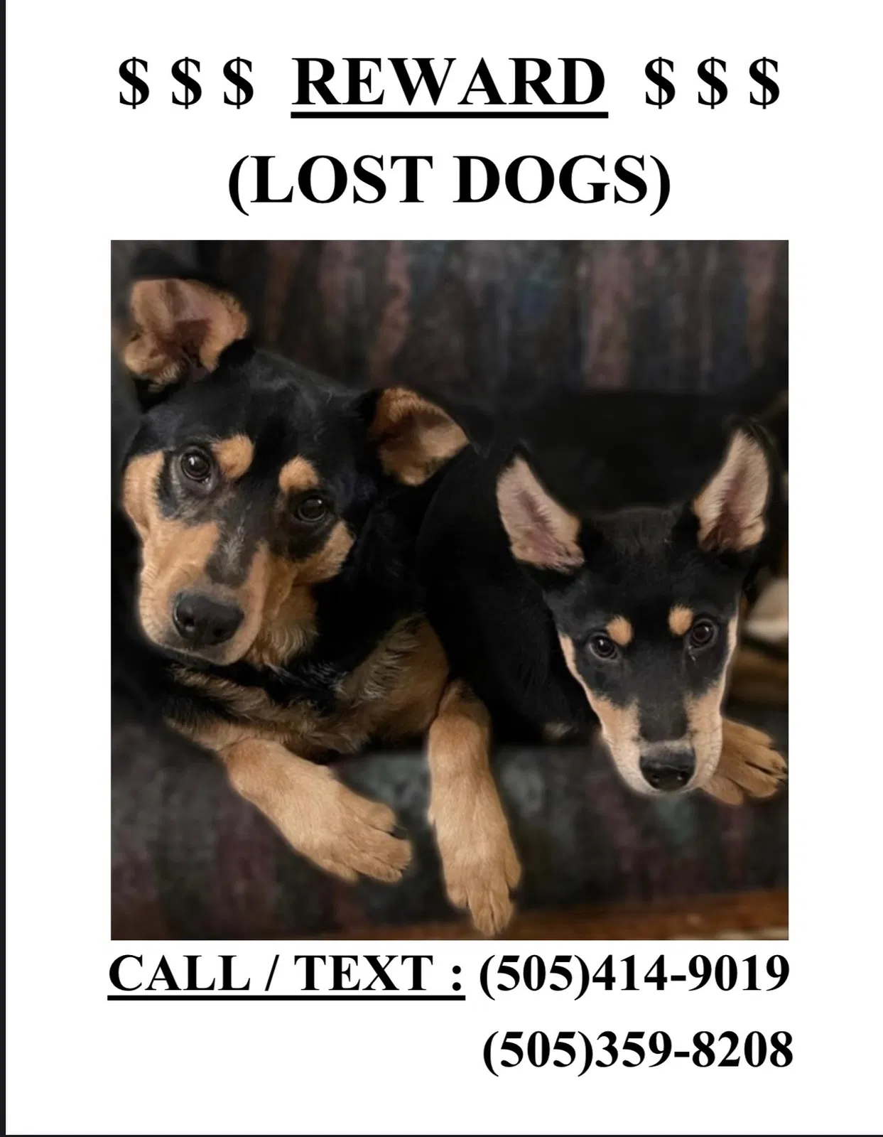 Lost dog in Albuquerque, NM, 87107