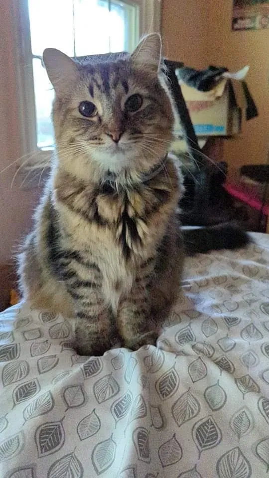 Lost cat in Winston Salem, NC, 27101
