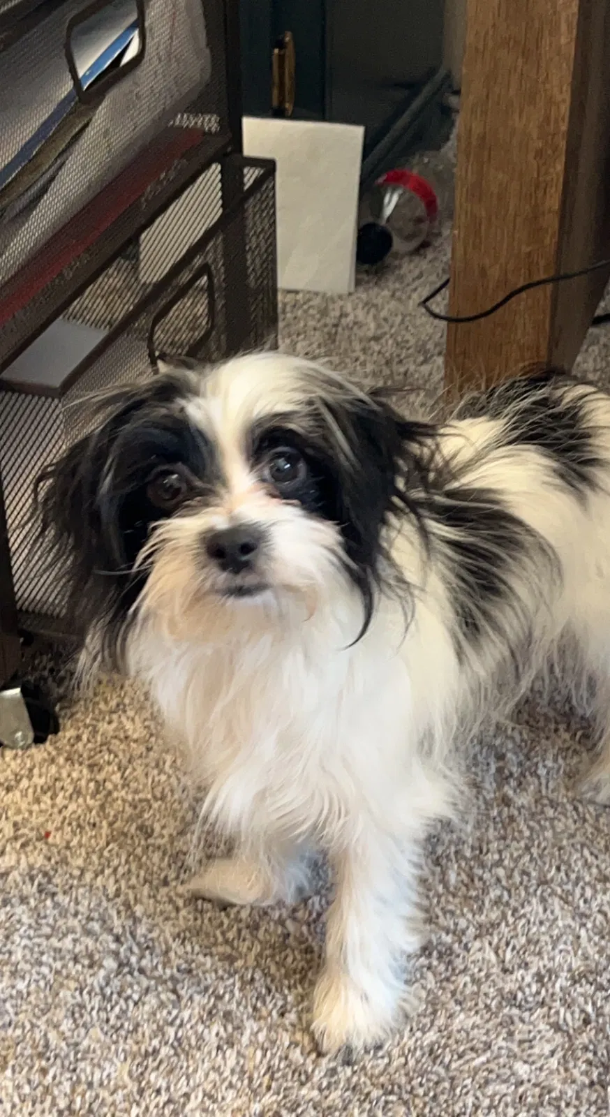 Lost dog in Sioux Falls, SD, 57105