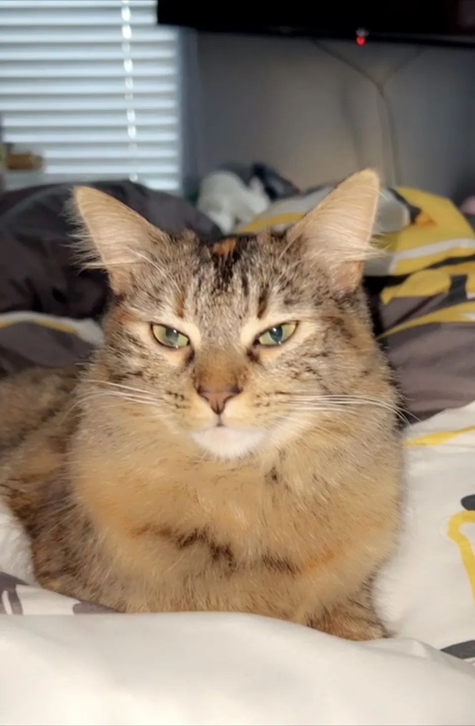 Lost cat in Los Angeles, CA, 90002