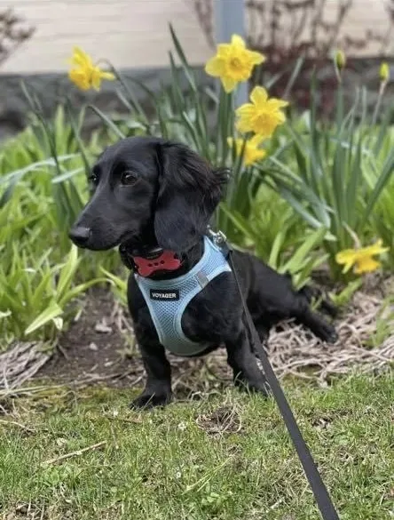 Lost dog in Pittsburgh, PA, 15218