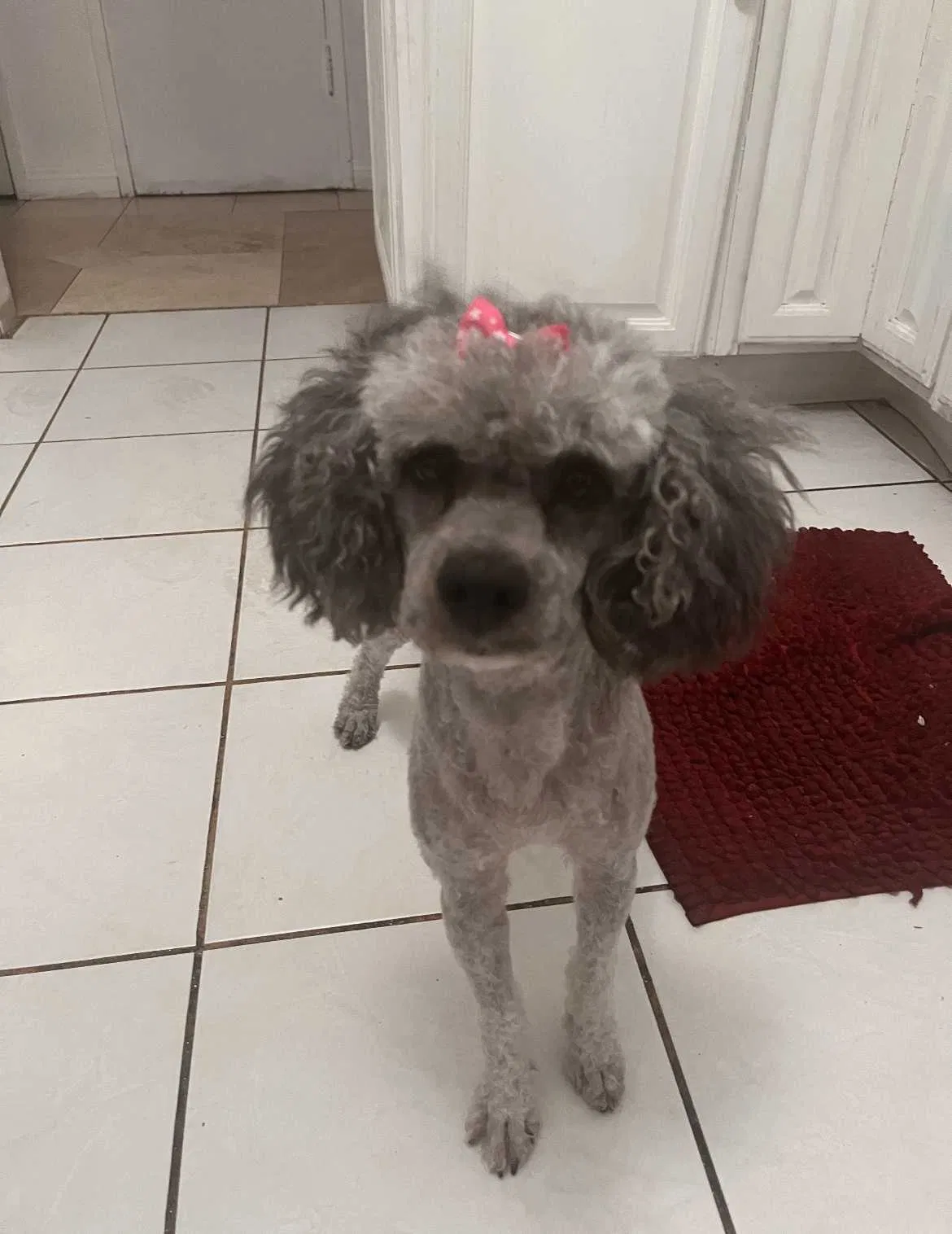 Lost dog in Anaheim, CA, 92805