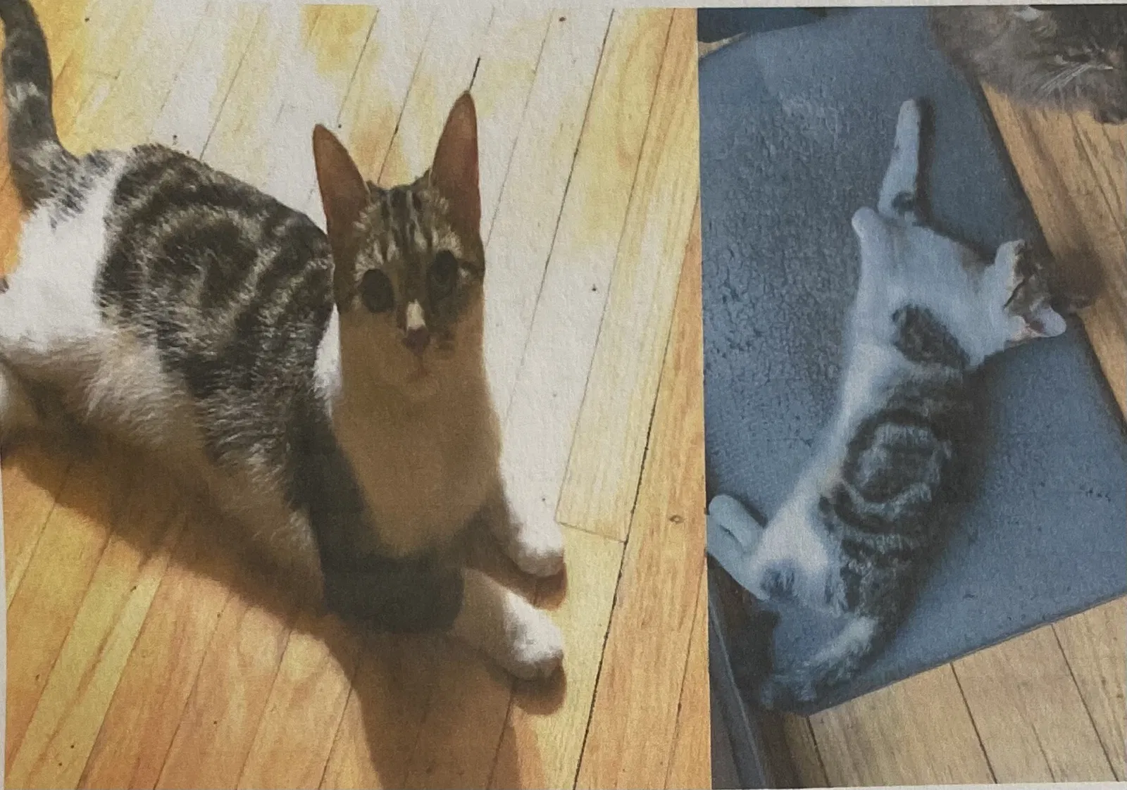 Lost cat in Pittsburgh, PA, 15228