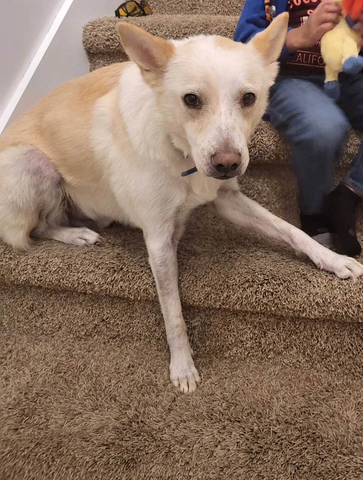 Lost dog in Salt Lake City, UT, 84112