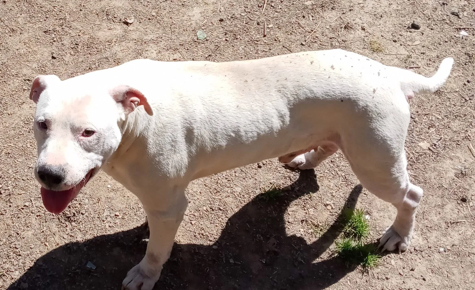 Lost dog in Scottsville, KY, 42164