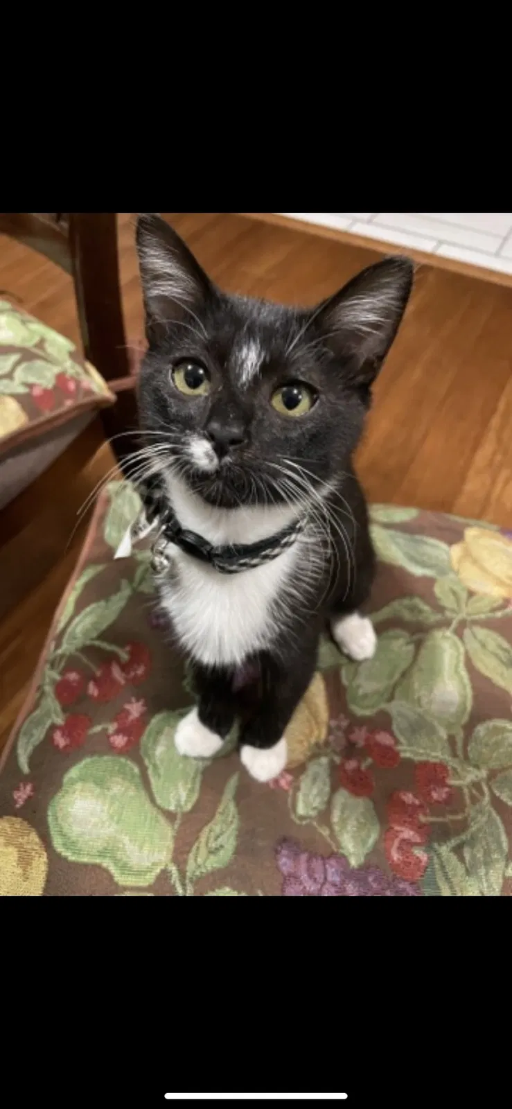 Lost cat in Baldwin Park, CA, 91706