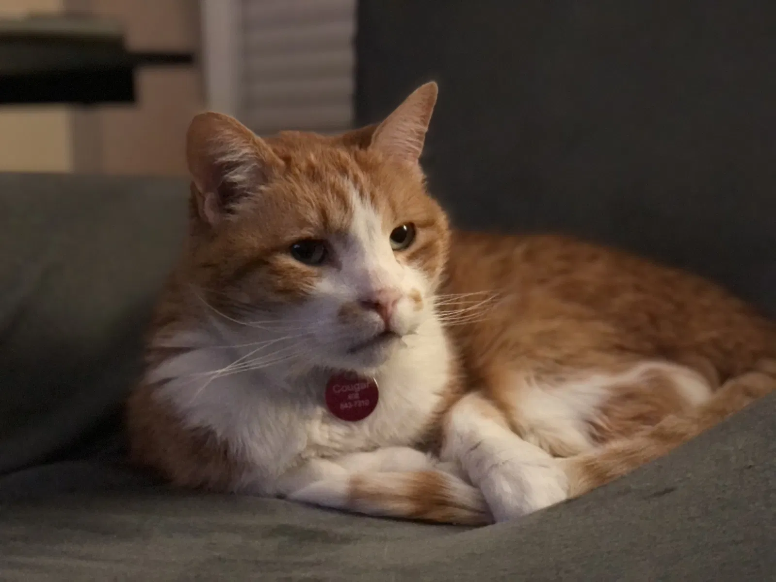 Lost cat in Alpharetta, GA, 30005