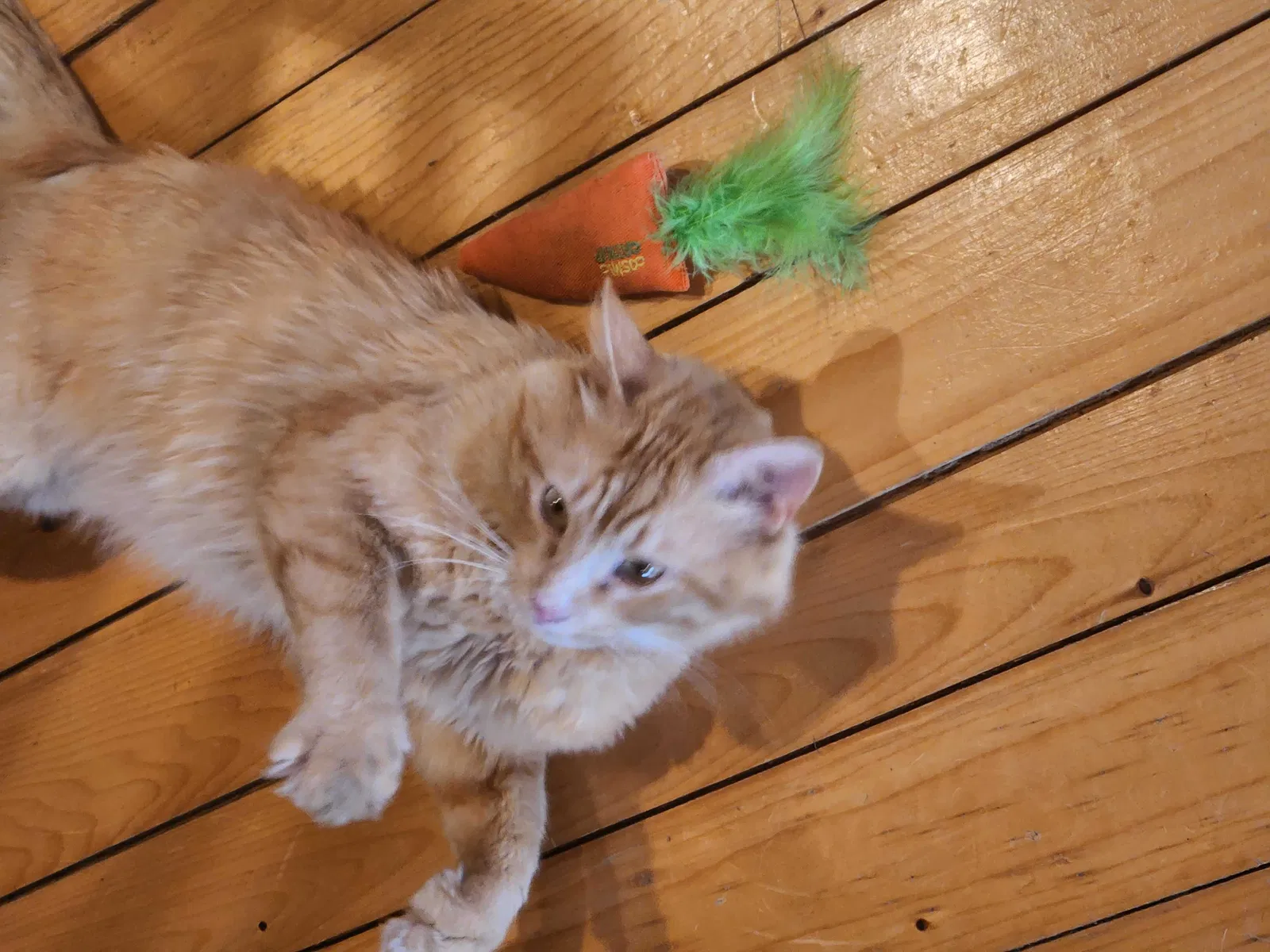 Lost cat in Warwick, NY, 10990