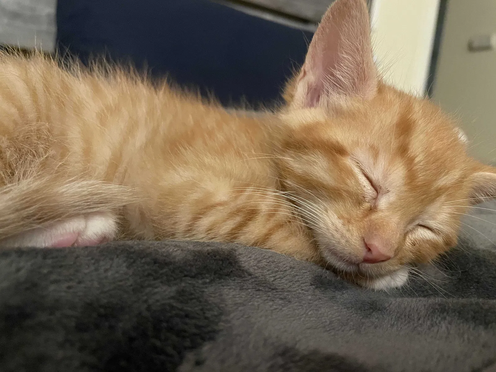 Lost cat in San Carlos, CA, 94070