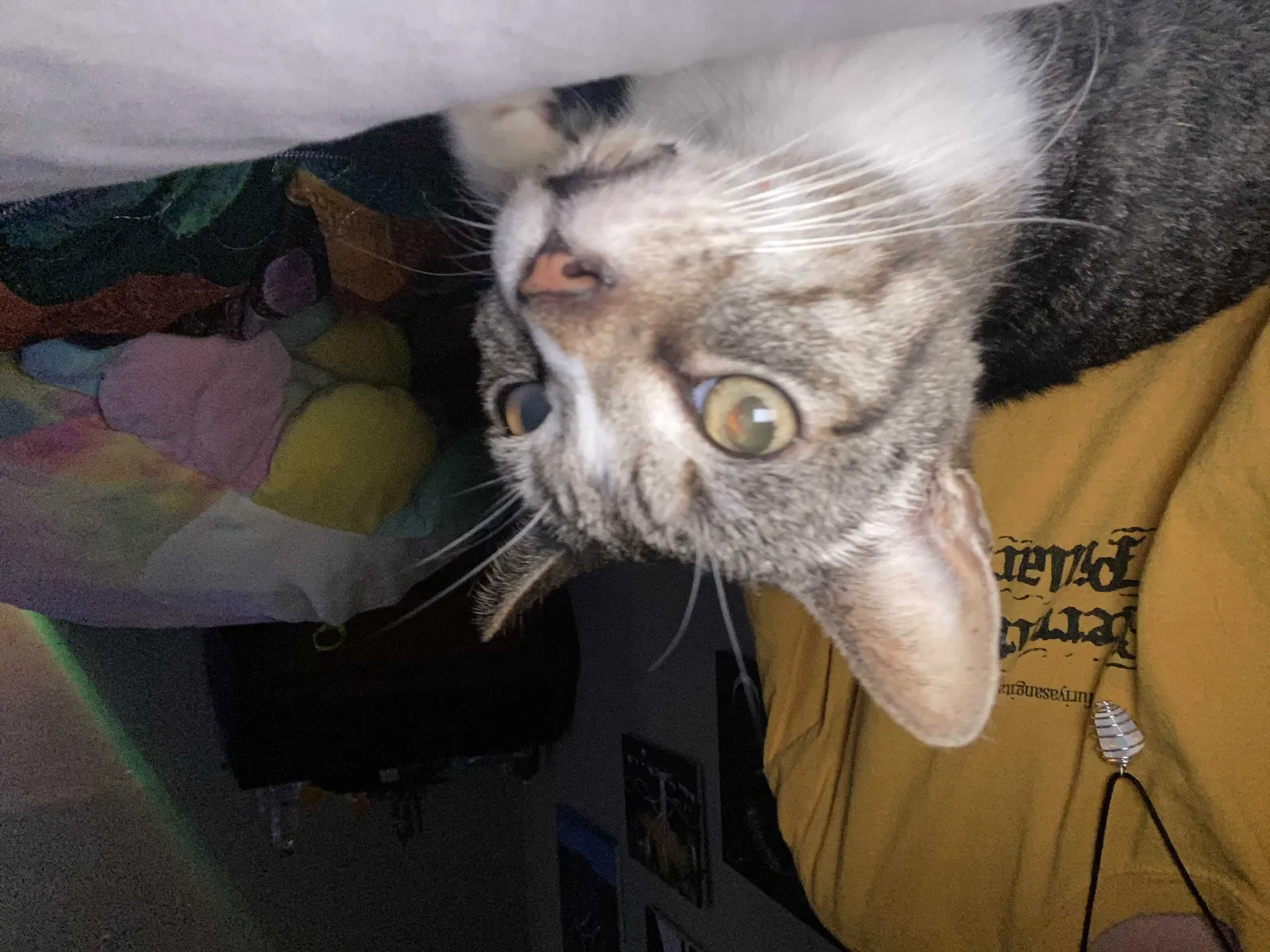 Lost cat in Acworth, GA, 30102