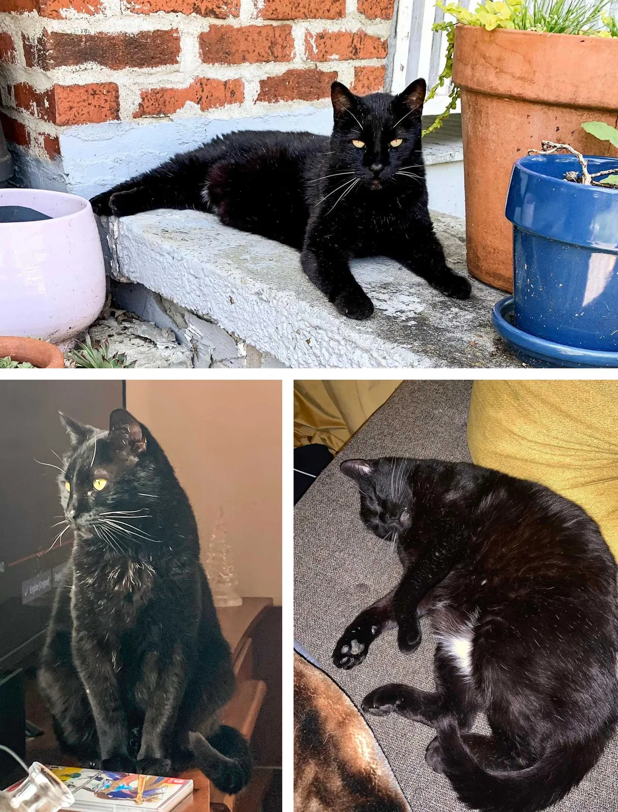 Lost cat in Knoxville, TN, 37917