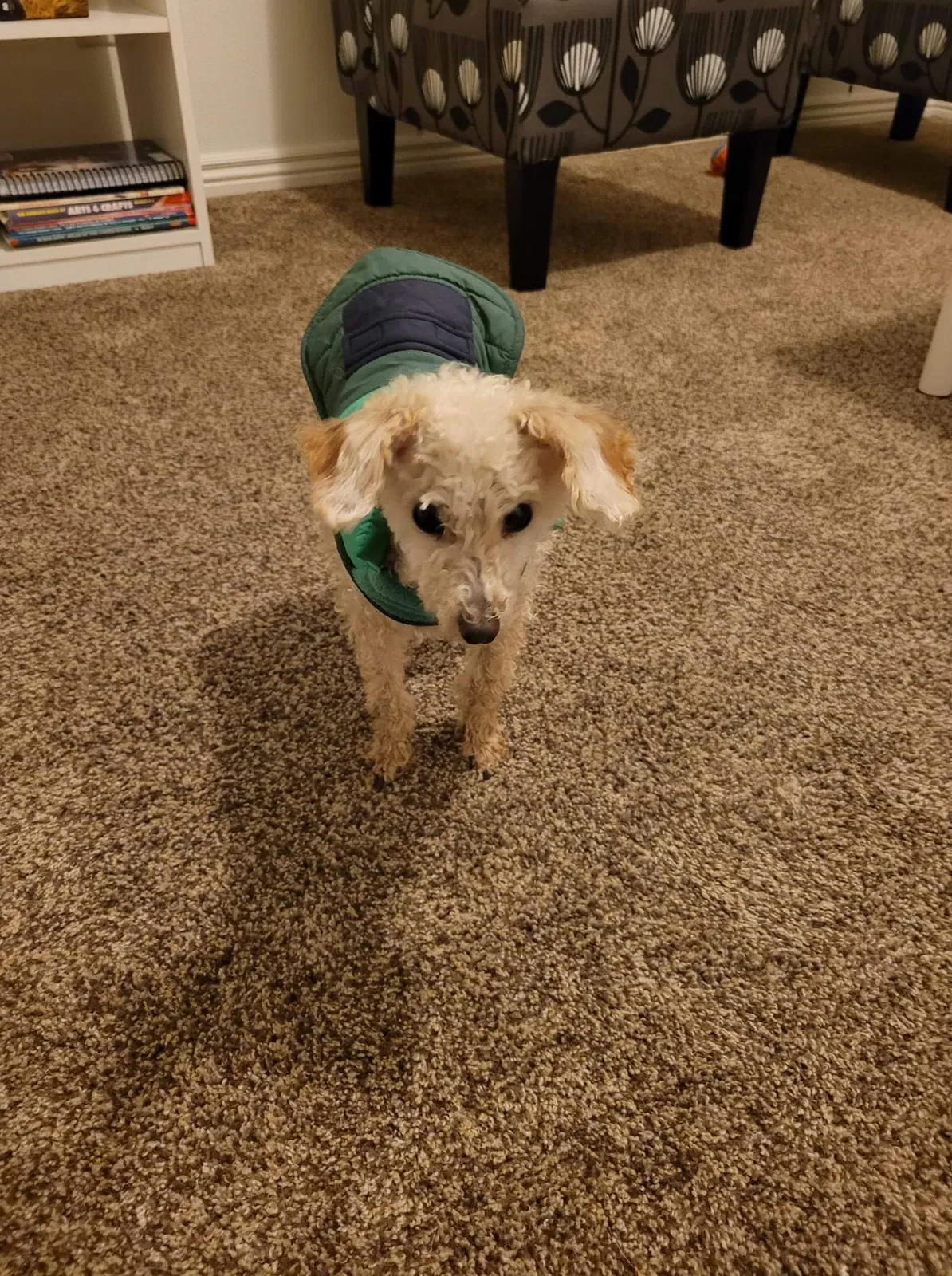 Lost dog in West Jordan, UT, 84081