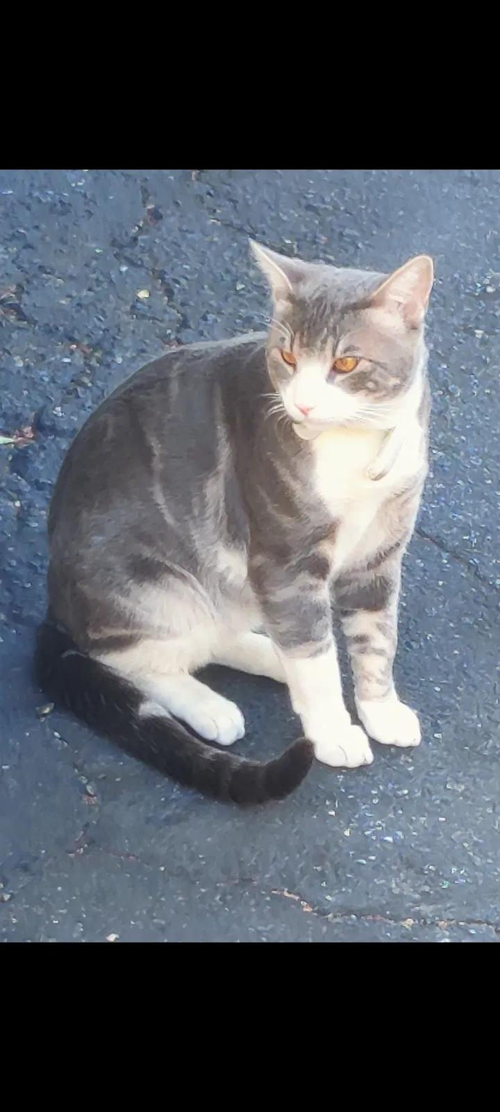 Lost cat in Cupertino, CA, 95014