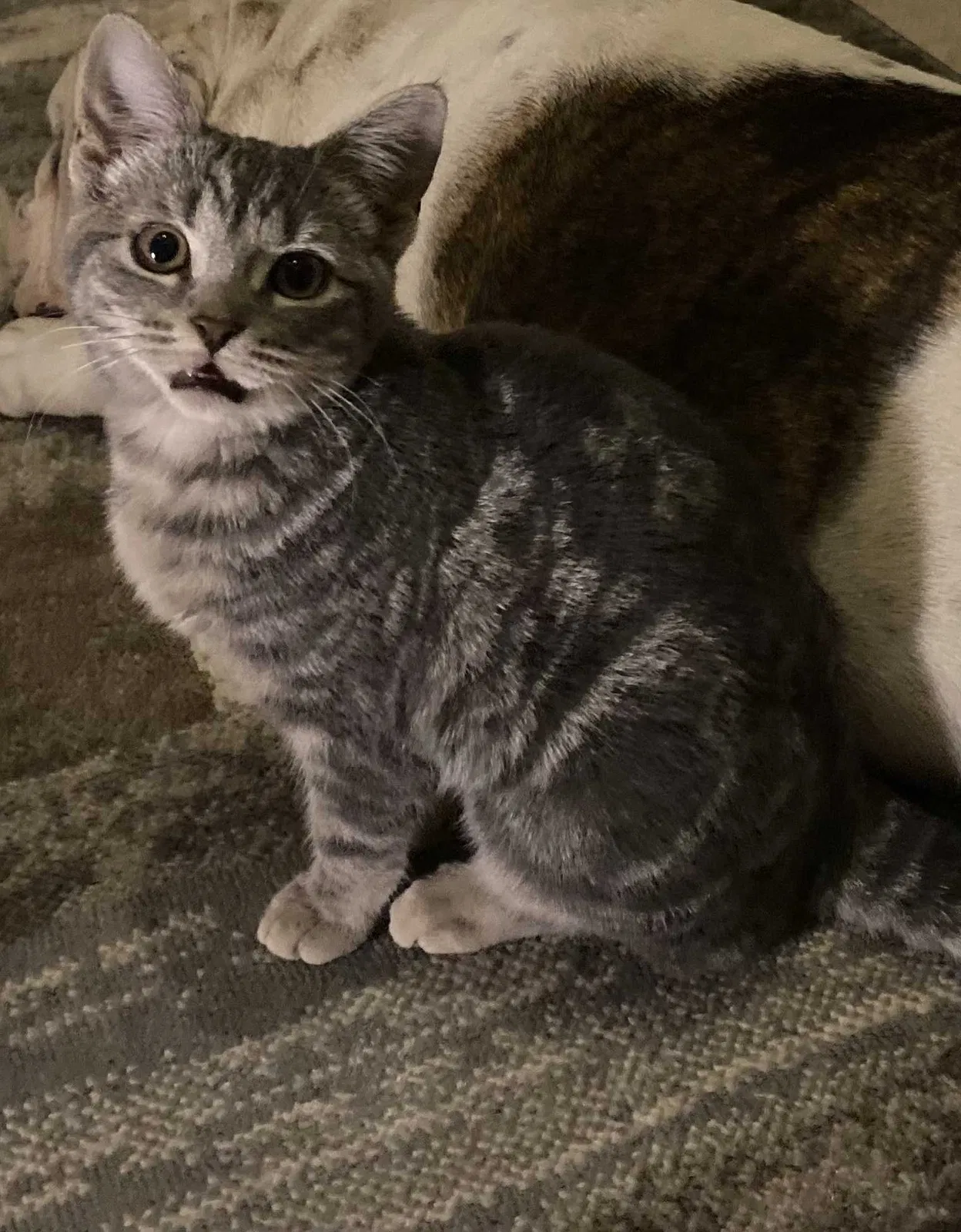 Lost cat in Goodyear, AZ, 85338