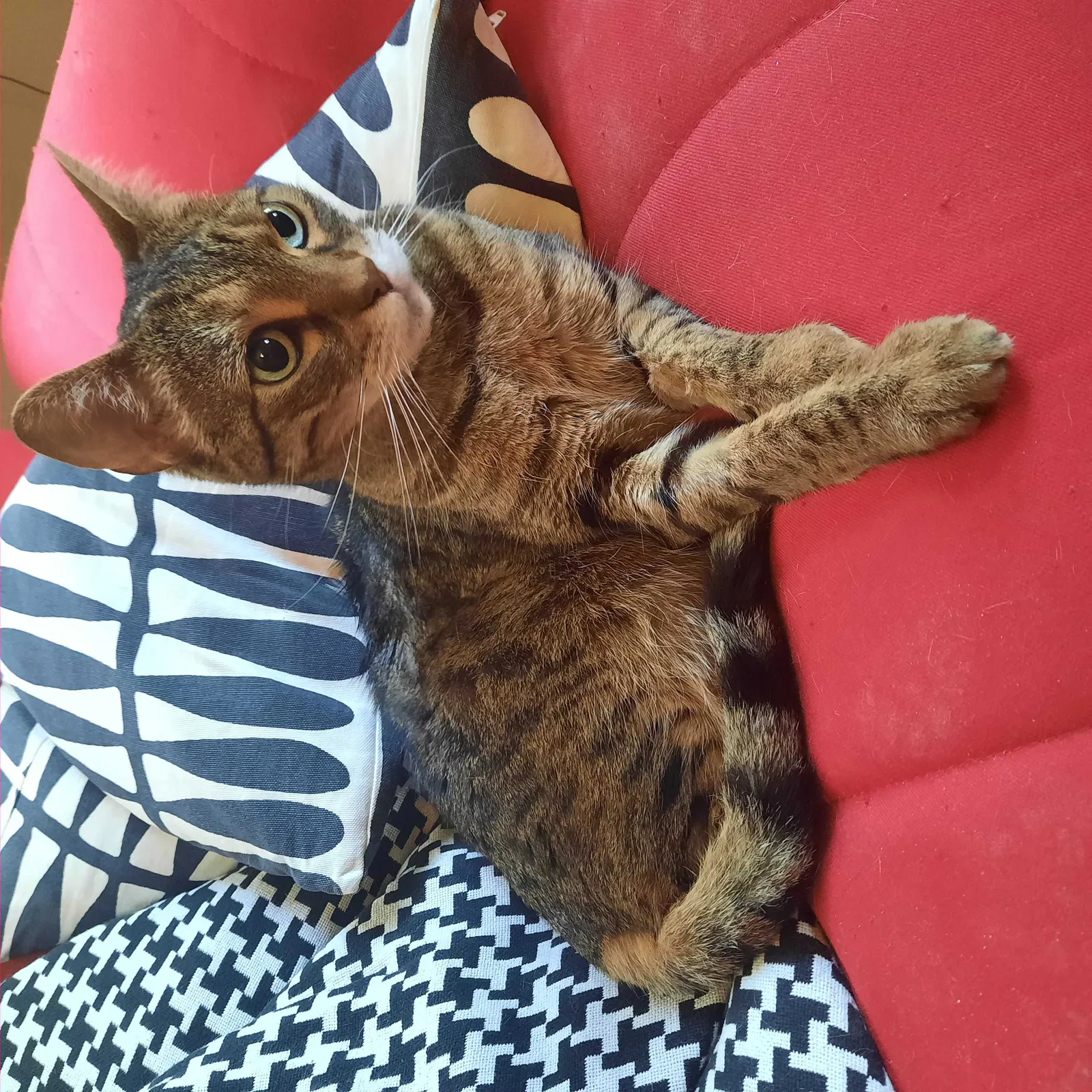 Lost cat in Chicago, IL, 60622