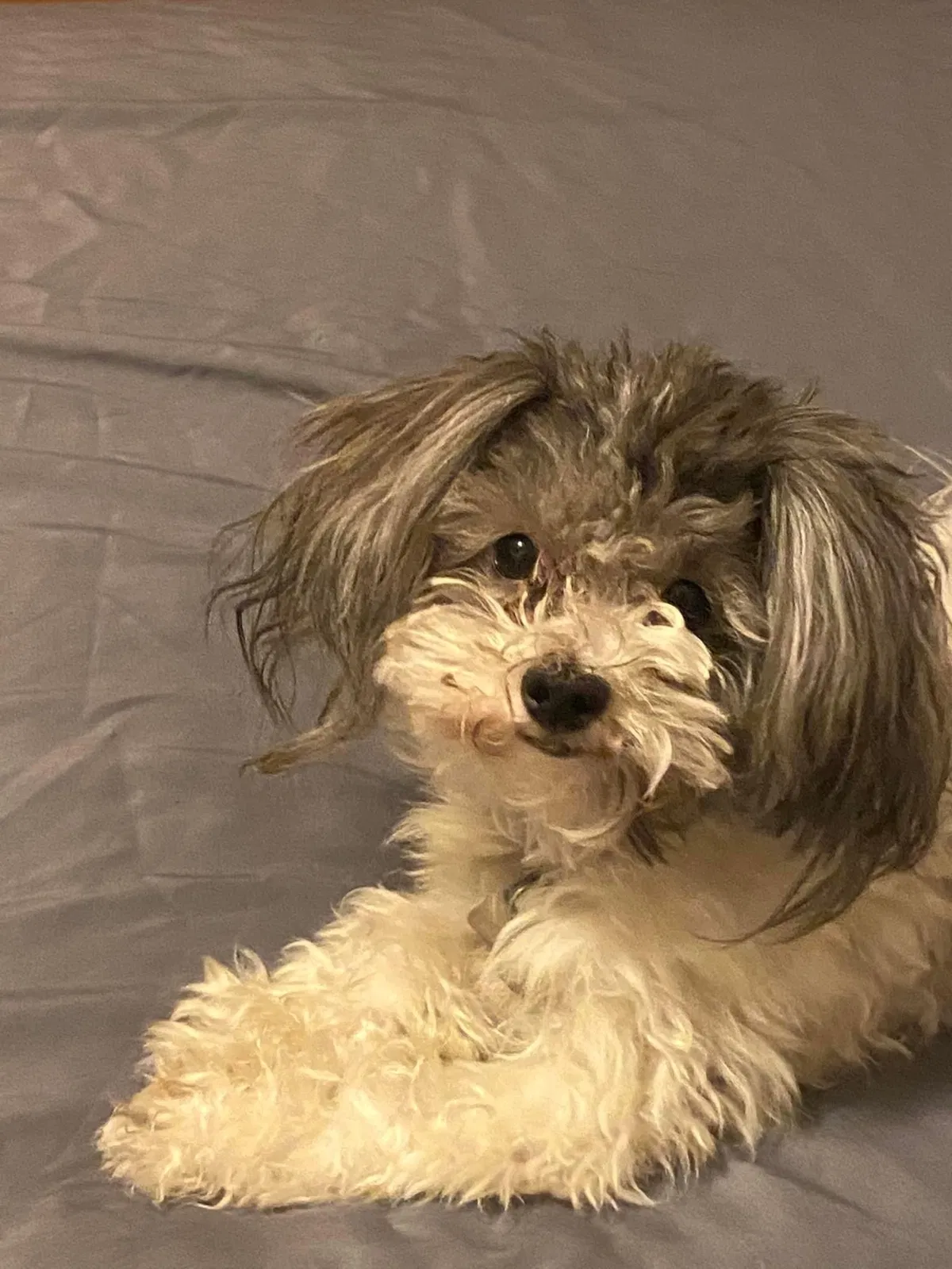 Lost dog in Minneapolis, MN, 55412
