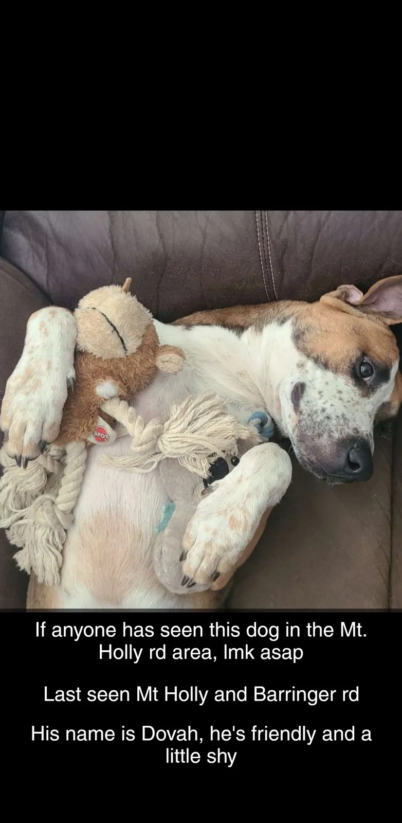 Lost dog in Rock Hill, SC, 29730