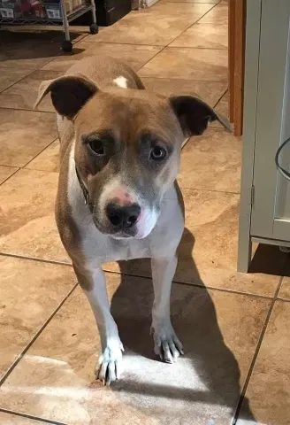 Lost dog in Amarillo, TX, 79121