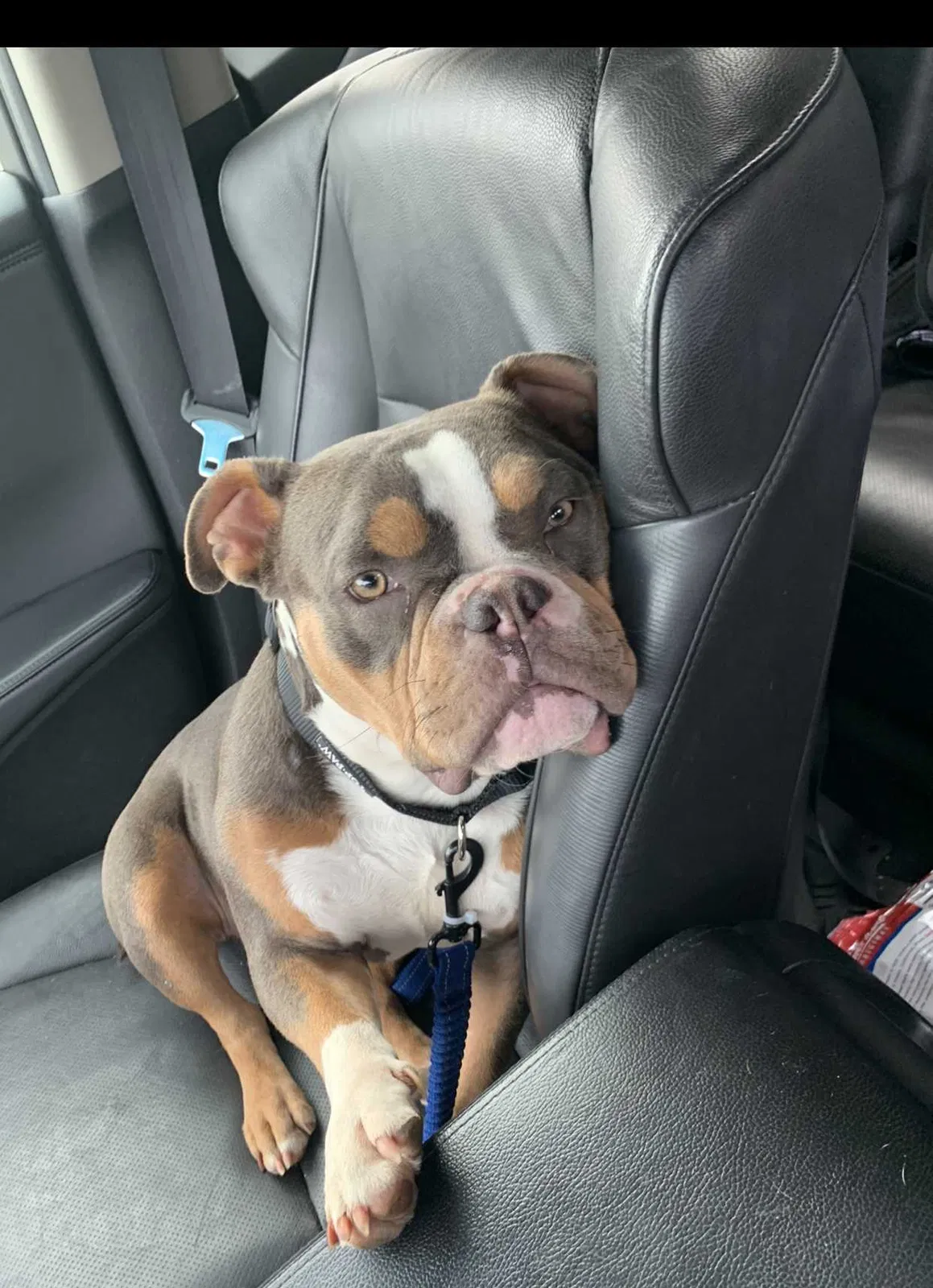 Lost dog in Antioch, CA, 94509