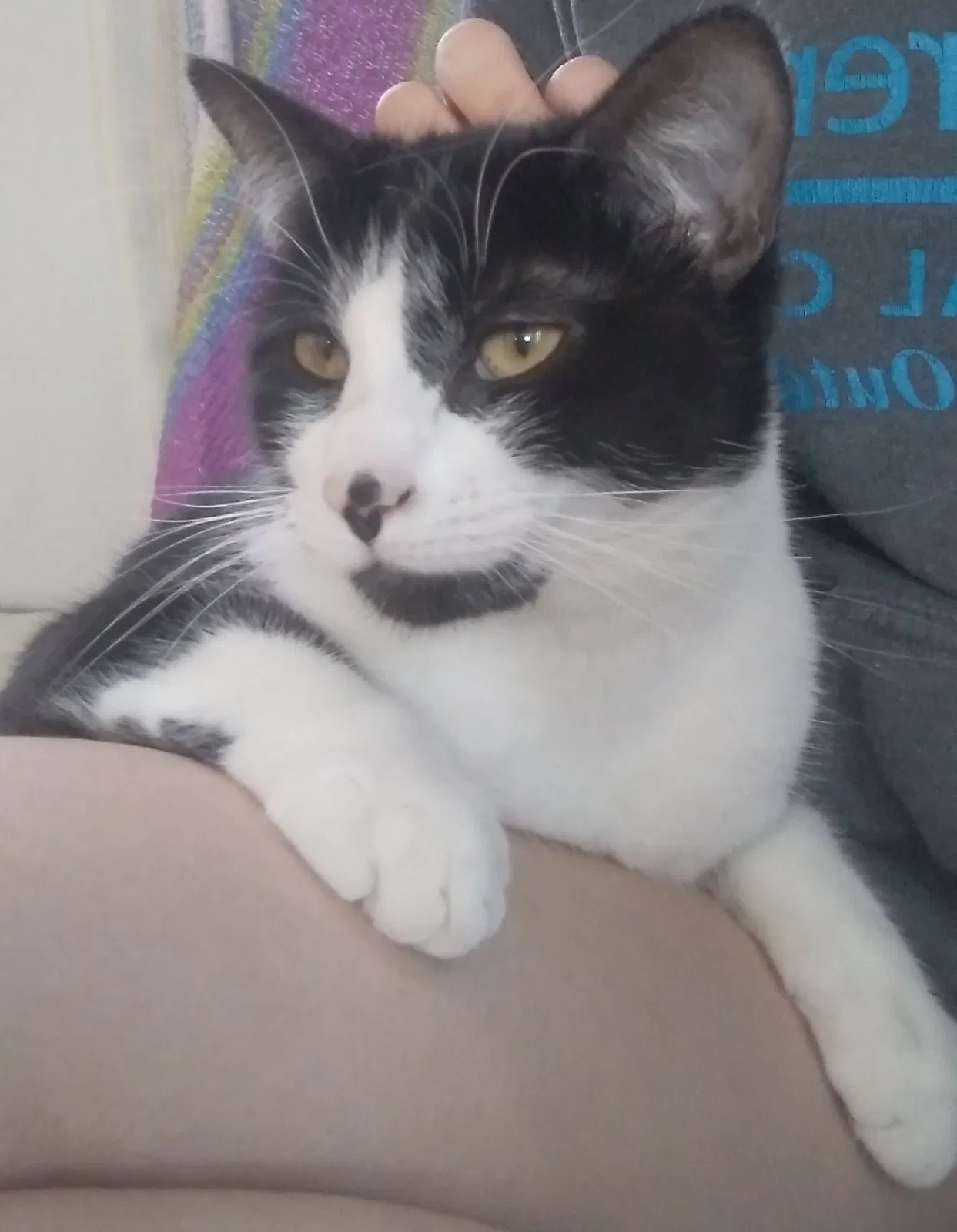 Lost cat in Stacy, MN, 55079