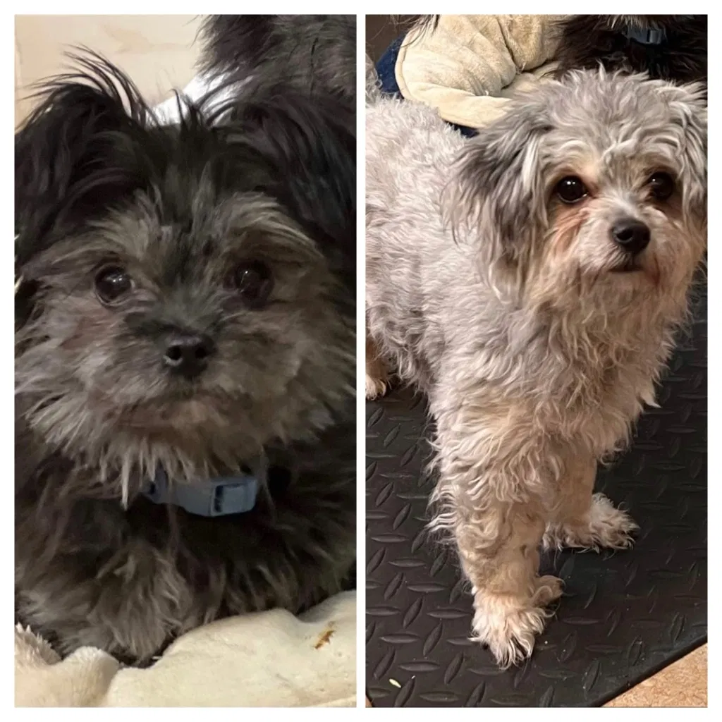 Lost dog in Tacoma, WA, 98408