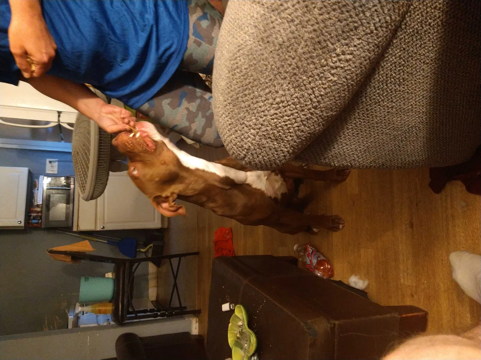 Lost dog in Cincinnati, OH, 45238