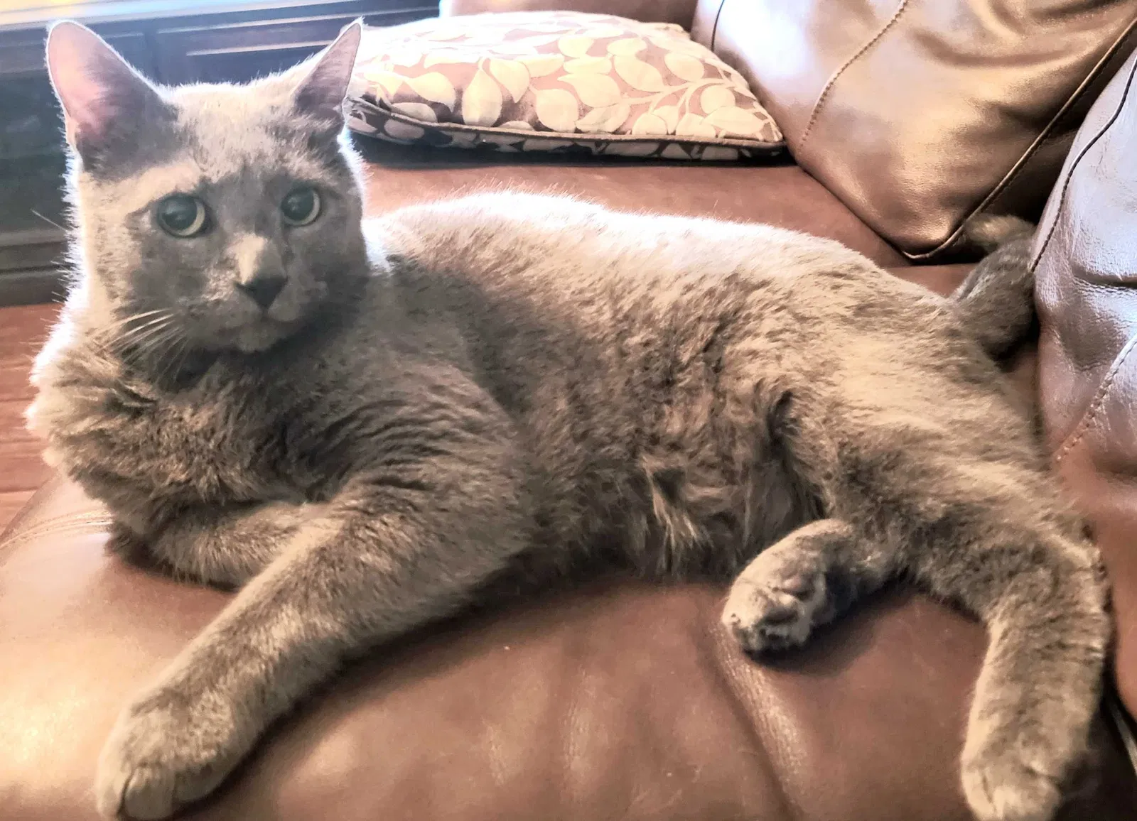 Lost cat in Spring, TX, 77386