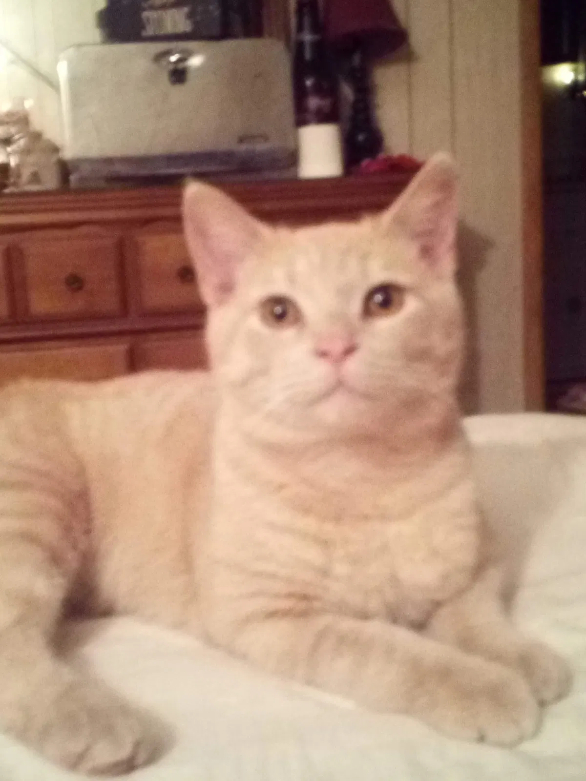 Lost cat in Shepherdsville, KY, 40165