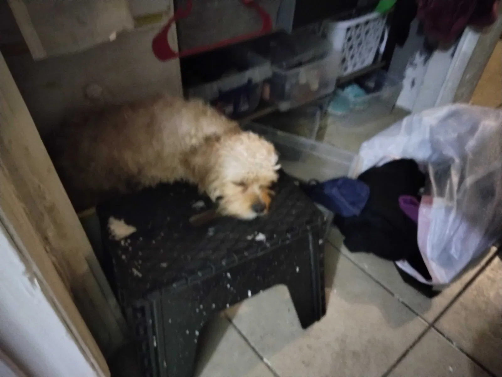 Lost dog in Tucson, AZ, 85716