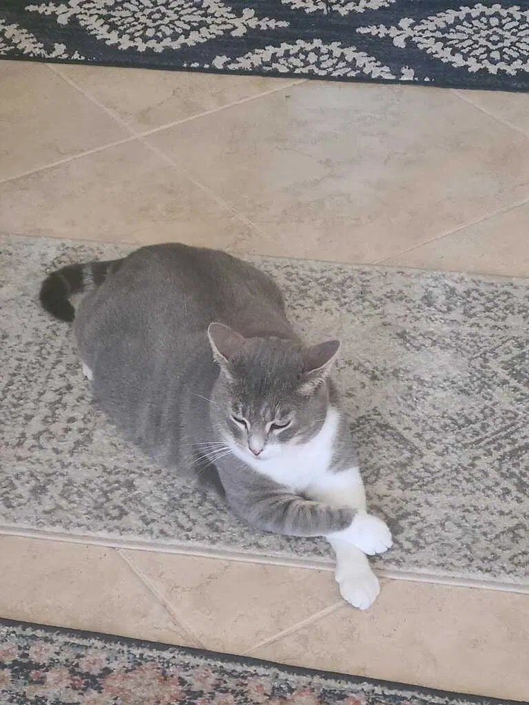 Lost cat in Magnolia, TX, 77354