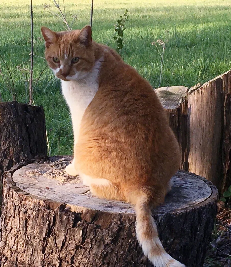 Lost cat in Newton, NC, 28658
