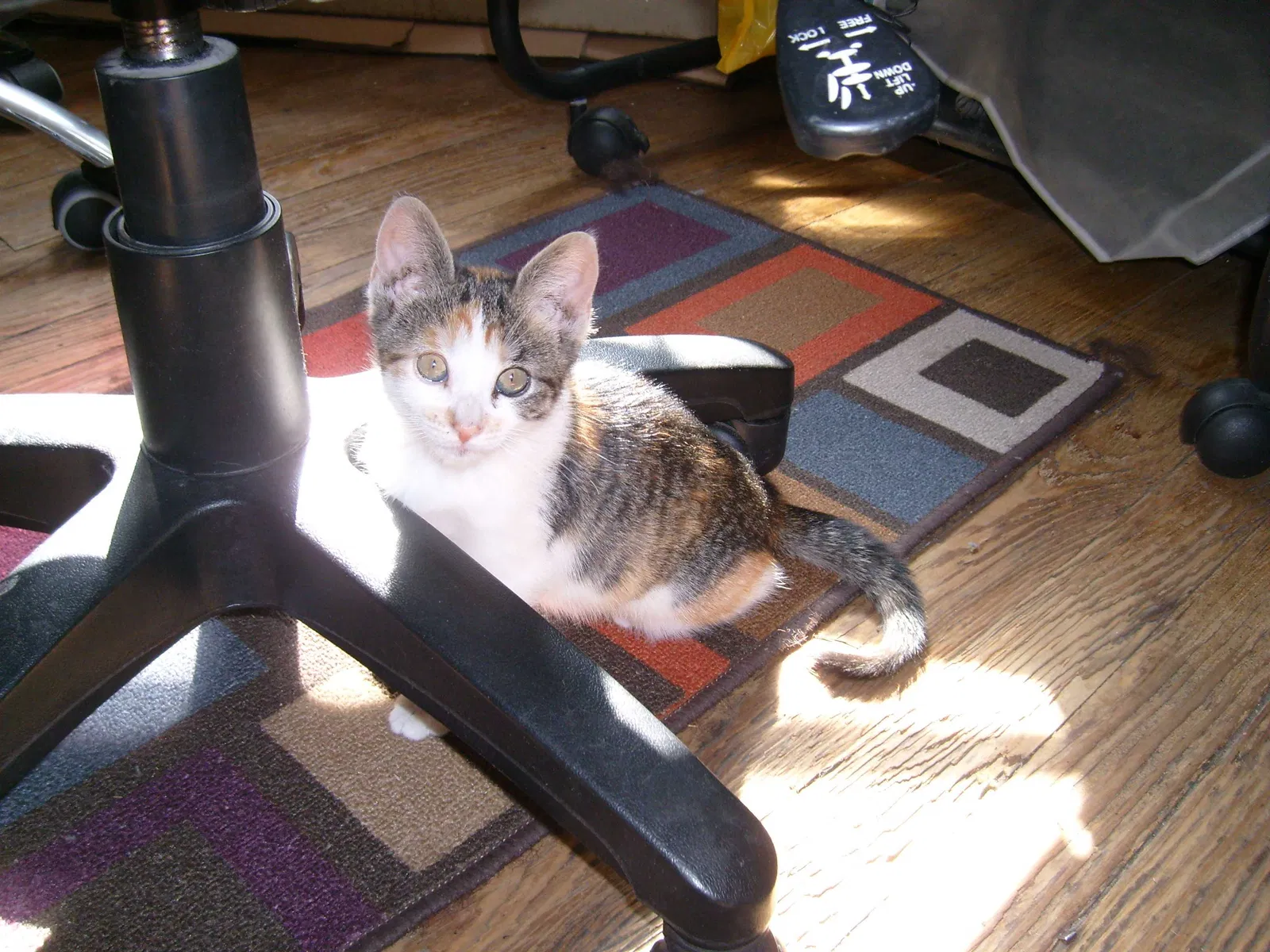 Lost cat in Astoria, NY, 11103