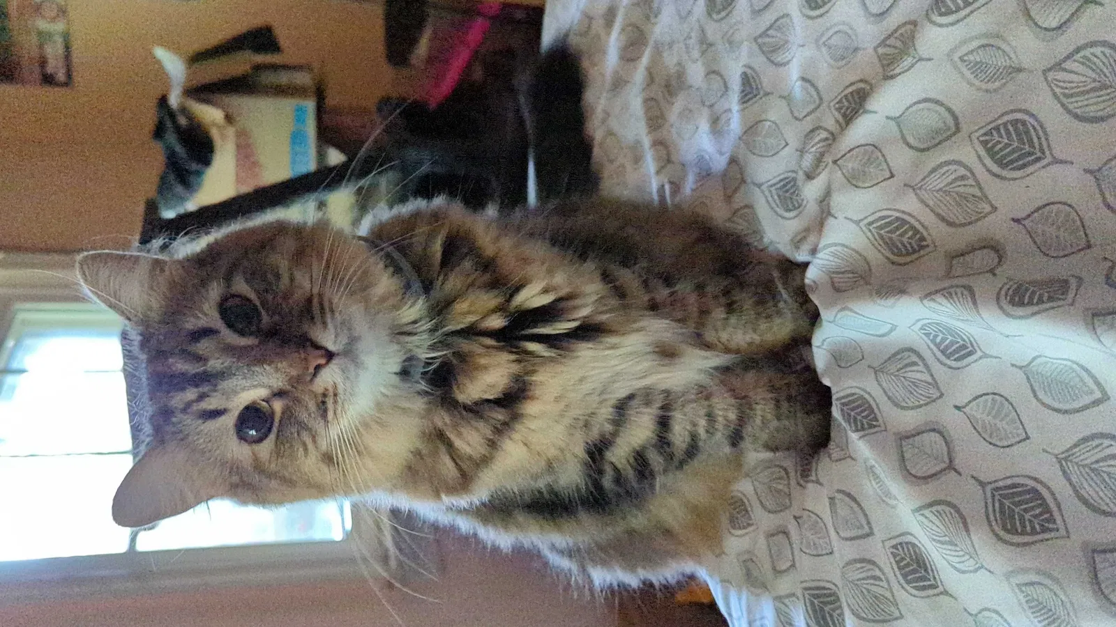 Lost cat in Winston Salem, NC, 27127