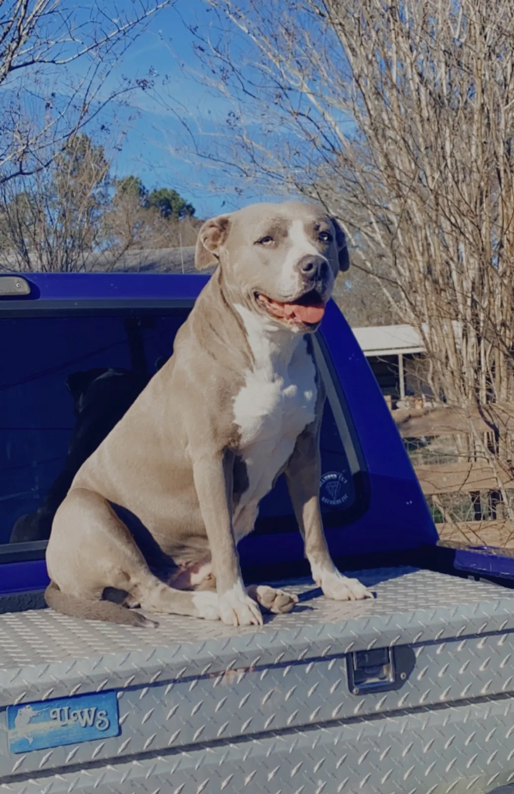Lost dog in Magnolia, TX, 77355