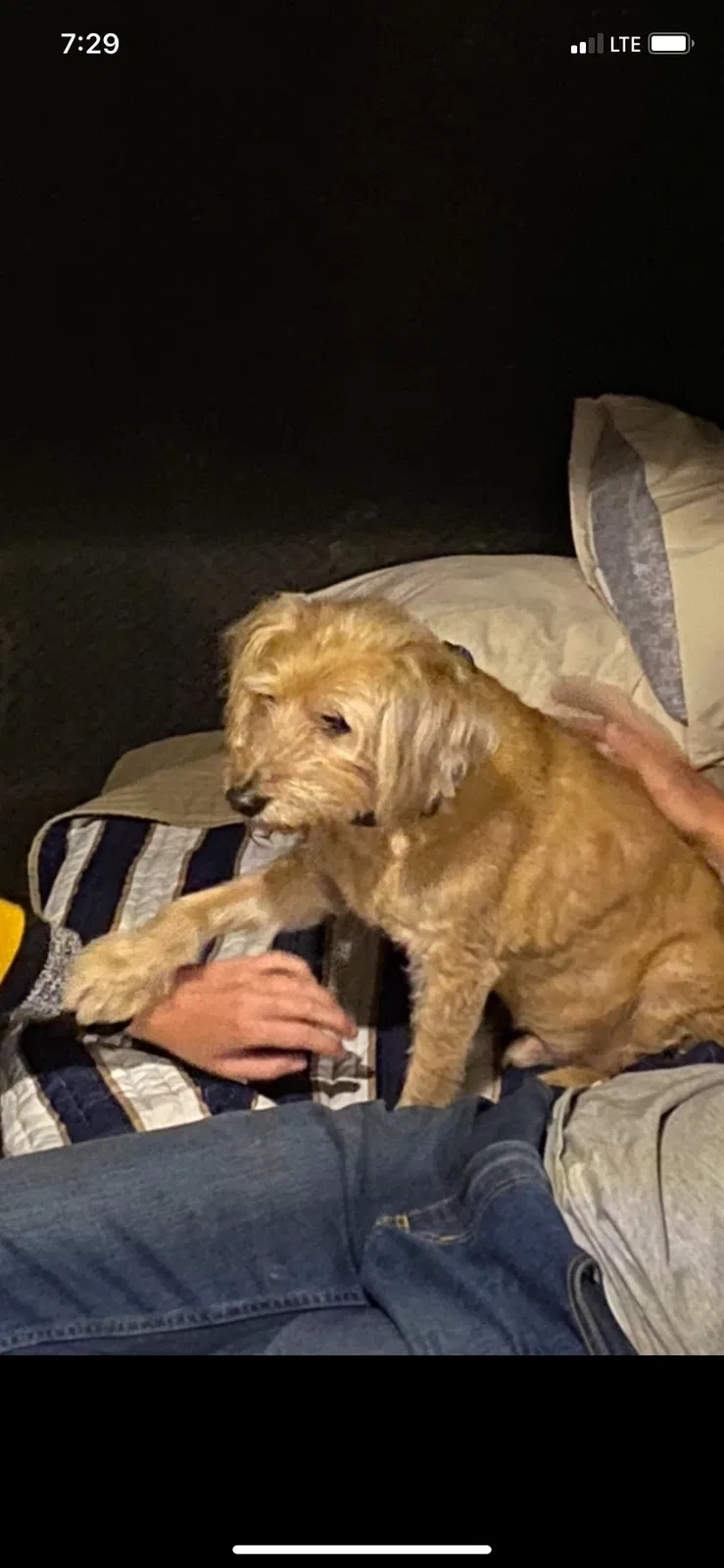 Lost dog in Glendale, AZ, 85308