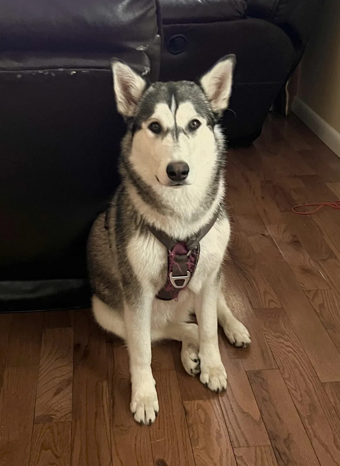 Lost dog in Dalton, GA, 30721