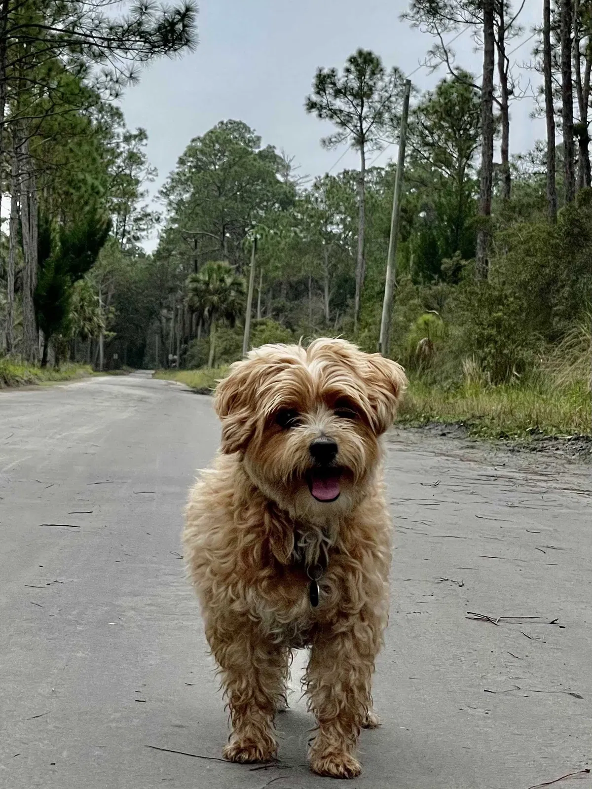 Lost dog in Louisville, CO, 80027