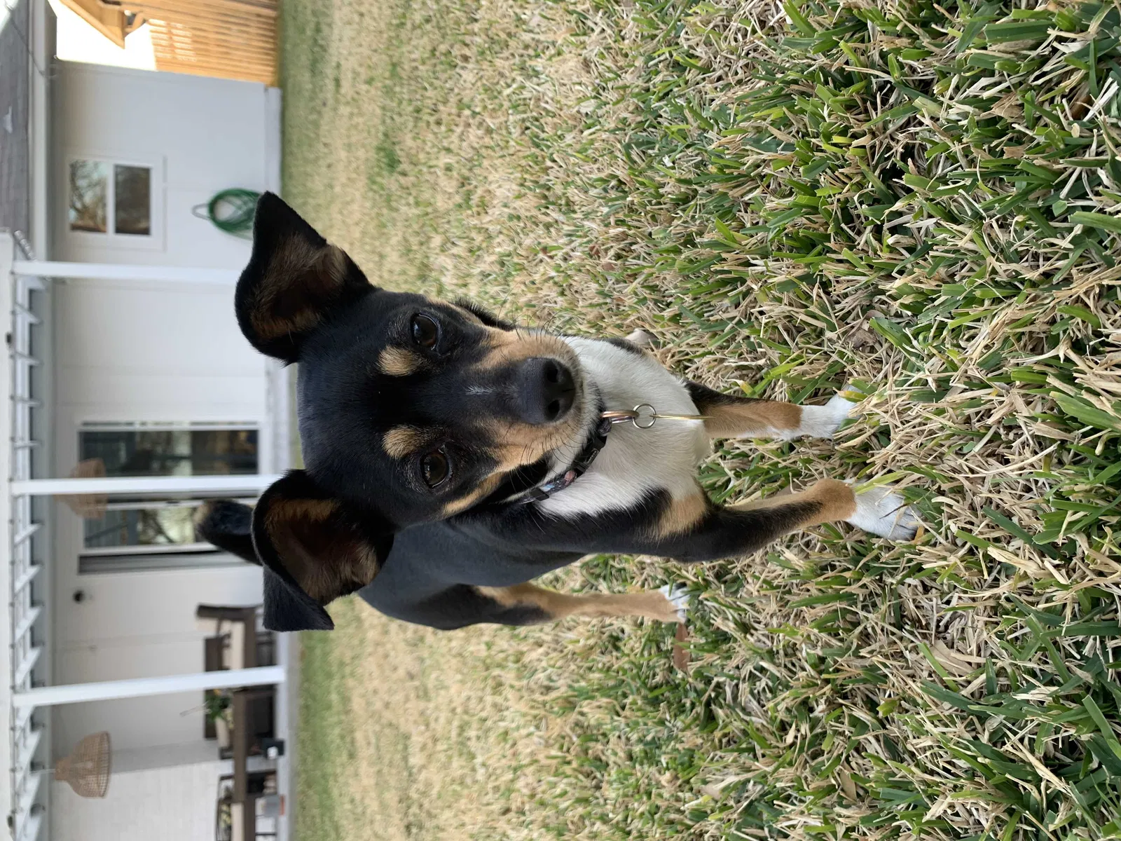 Lost dog in Austin, TX, 78753