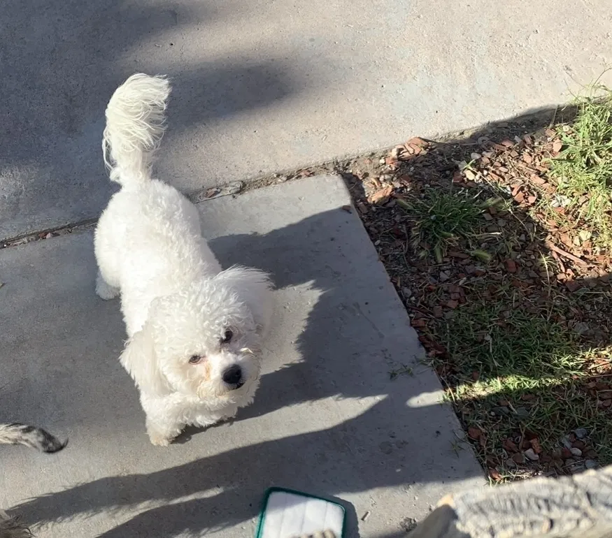 Lost dog in Las Vegas, NV, 89108