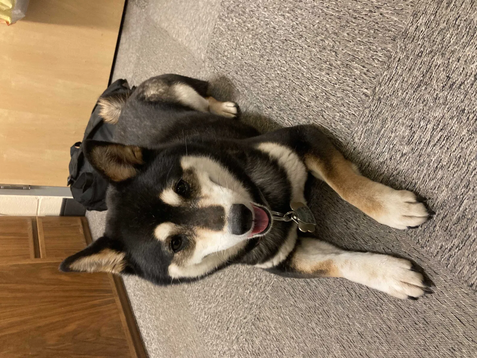 Lost dog in Colorado Springs, CO, 80910