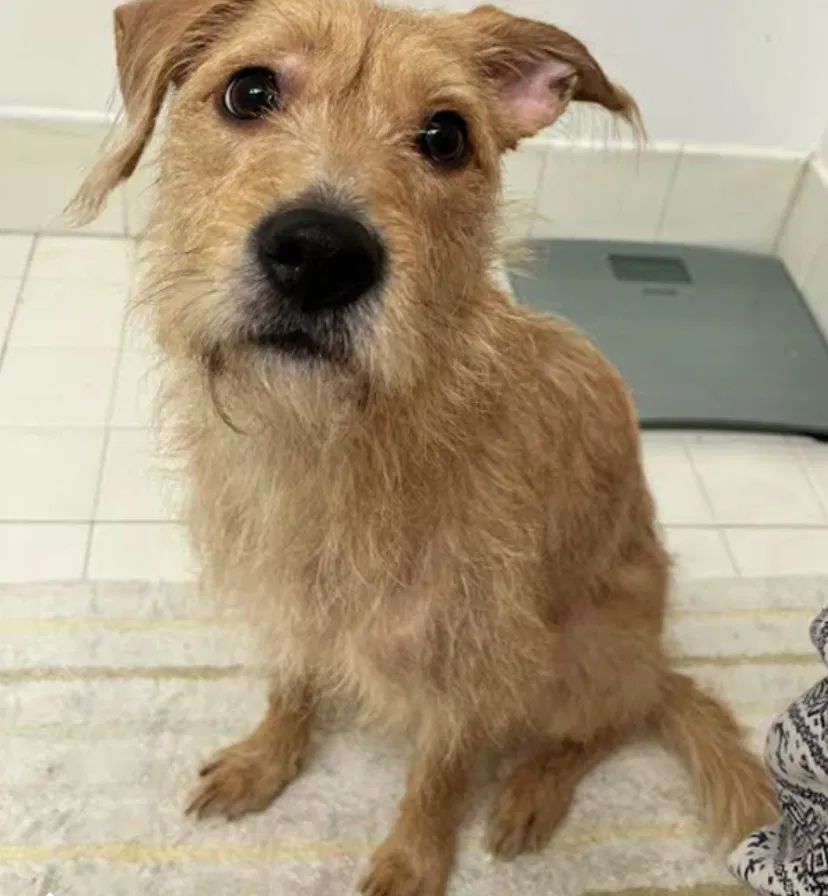 Lost dog in Bronx, NY, 10460