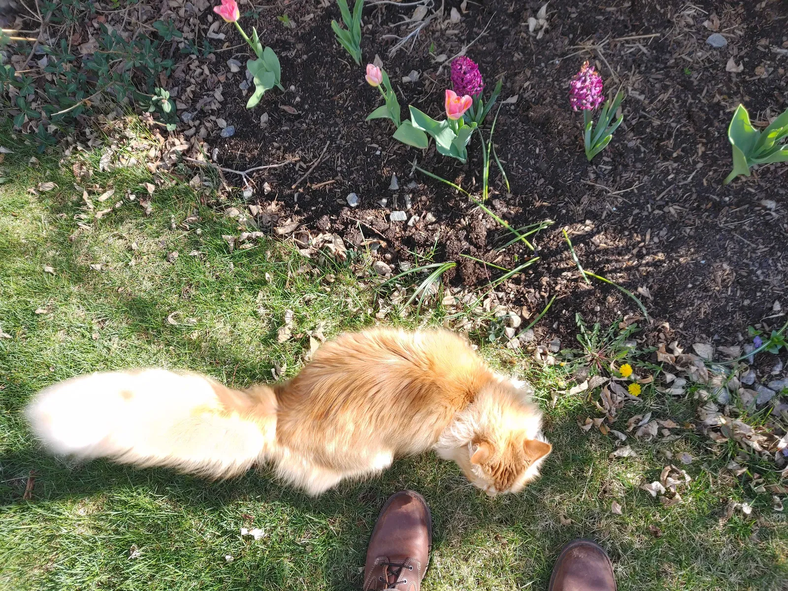 Lost cat in Littleton, CO, 80129