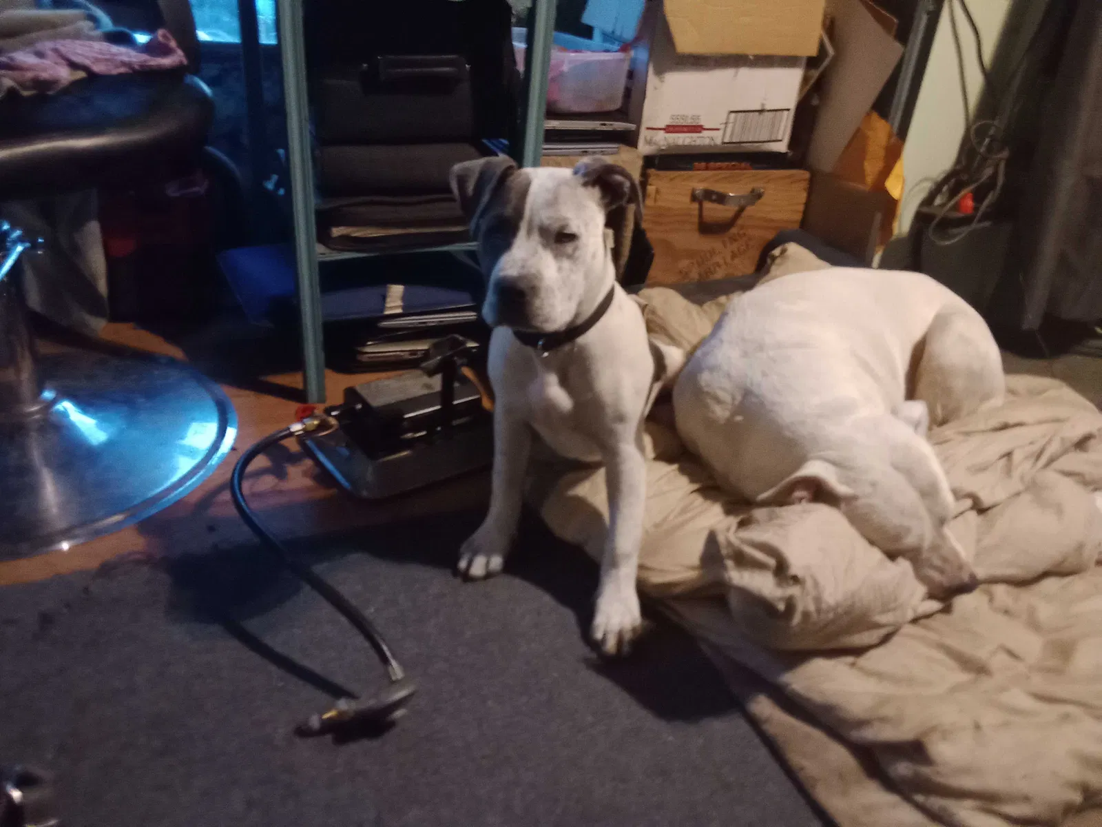 Lost dog in Tacoma, WA, 98424