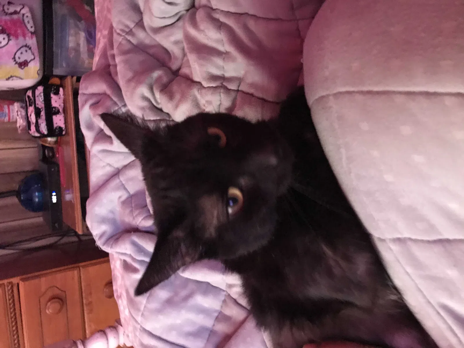 Lost cat in Rochester, NY, 14616