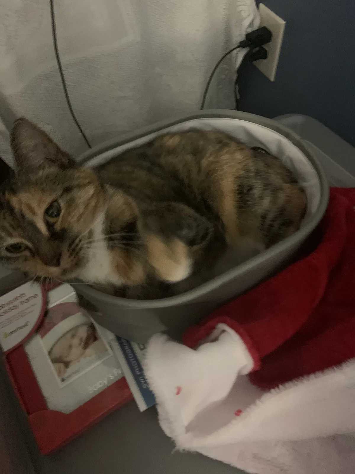 Lost cat in Ocala, FL, 34472